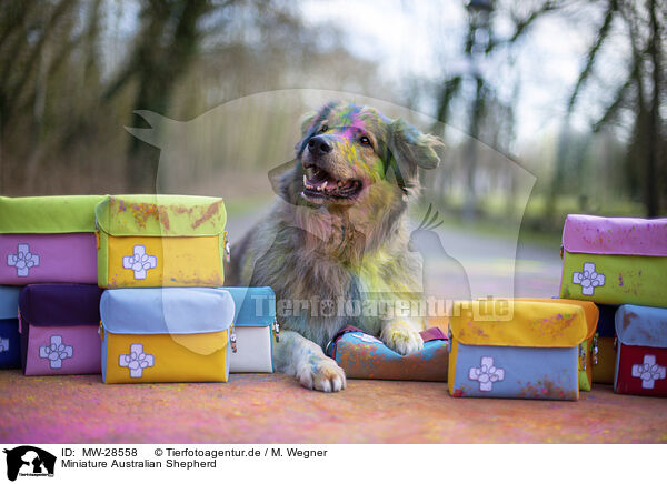Miniature Australian Shepherd / Miniature Australian Shepherd / MW-28558