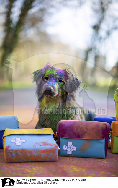 Miniature Australian Shepherd / MW-28567