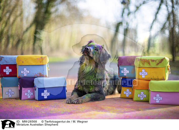 Miniature Australian Shepherd / Miniature Australian Shepherd / MW-28568