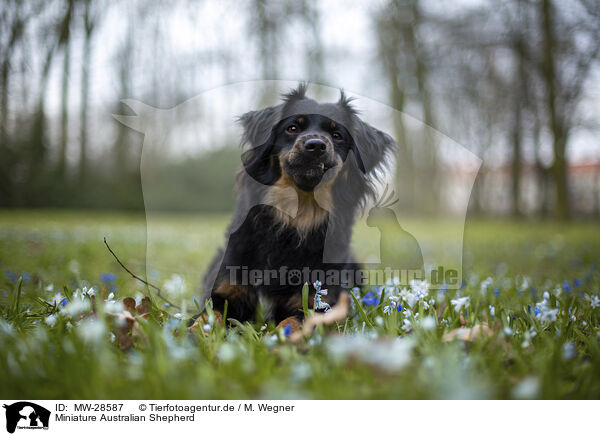 Miniature Australian Shepherd / Miniature Australian Shepherd / MW-28587