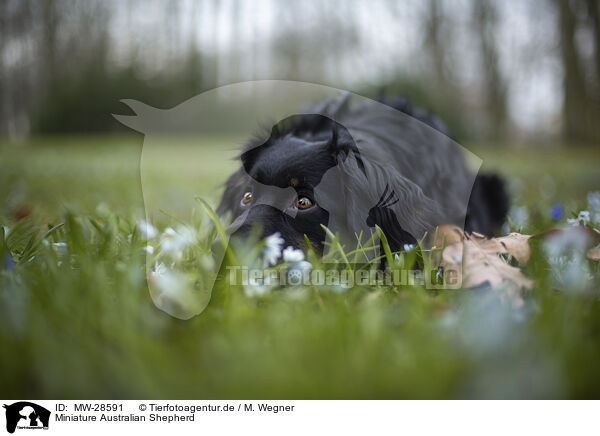 Miniature Australian Shepherd / Miniature Australian Shepherd / MW-28591
