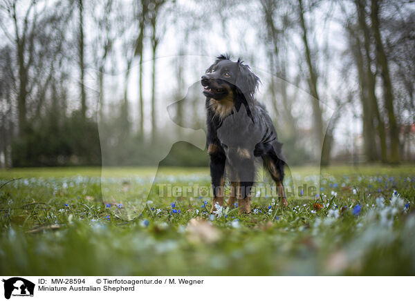 Miniature Australian Shepherd / Miniature Australian Shepherd / MW-28594