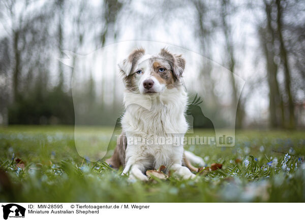 Miniature Australian Shepherd / Miniature Australian Shepherd / MW-28595