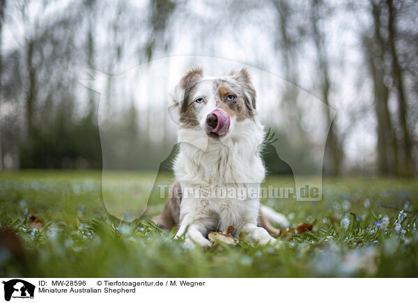 Miniature Australian Shepherd / Miniature Australian Shepherd / MW-28596