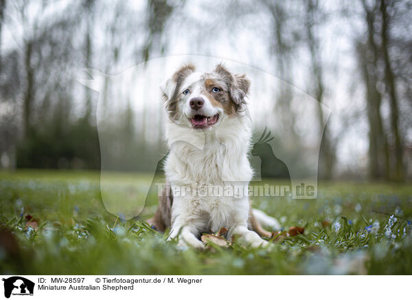 Miniature Australian Shepherd / Miniature Australian Shepherd / MW-28597