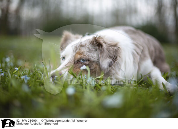 Miniature Australian Shepherd / MW-28600