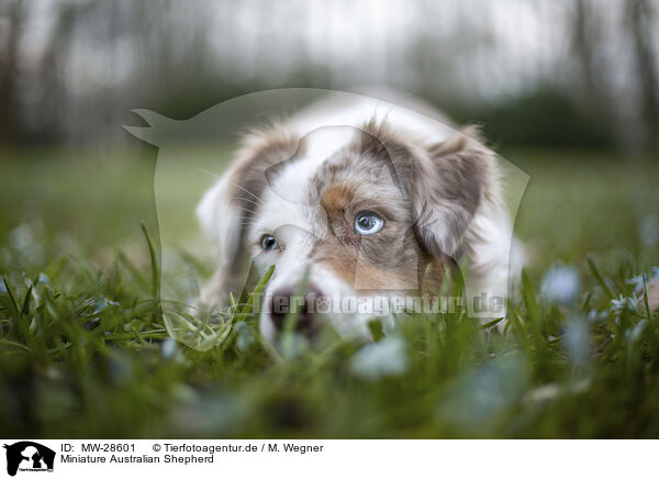 Miniature Australian Shepherd / MW-28601
