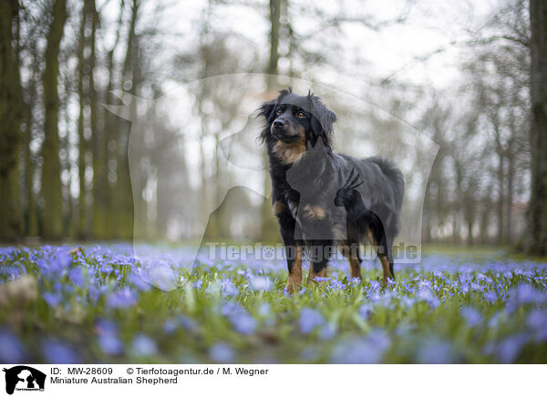 Miniature Australian Shepherd / MW-28609