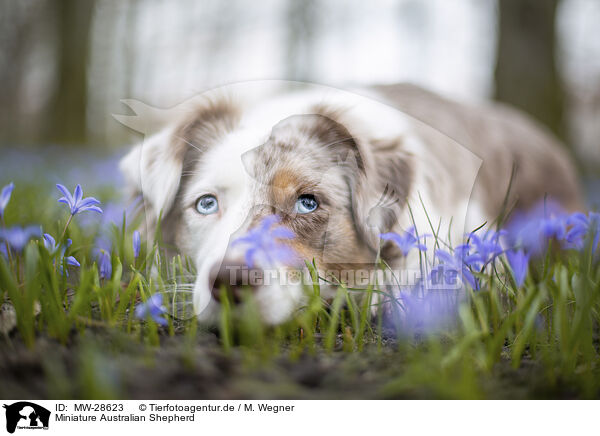 Miniature Australian Shepherd / MW-28623