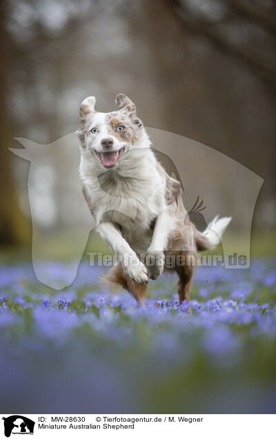 Miniature Australian Shepherd / Miniature Australian Shepherd / MW-28630