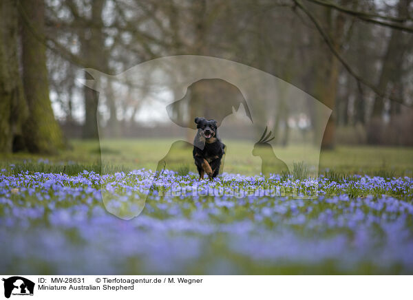 Miniature Australian Shepherd / MW-28631