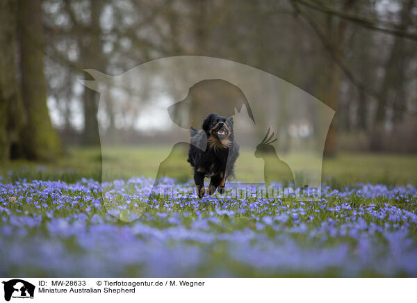 Miniature Australian Shepherd / Miniature Australian Shepherd / MW-28633