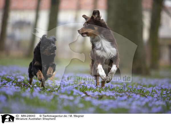 Miniature Australian Shepherd / MW-28640