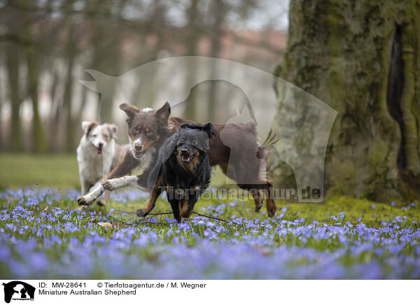 Miniature Australian Shepherd / Miniature Australian Shepherd / MW-28641