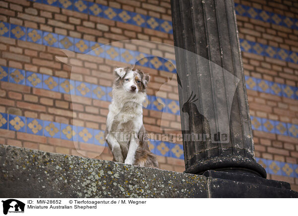 Miniature Australian Shepherd / MW-28652