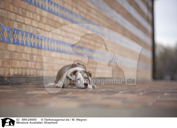 Miniature Australian Shepherd / MW-28669