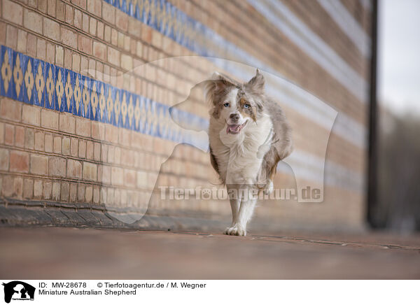 Miniature Australian Shepherd / MW-28678