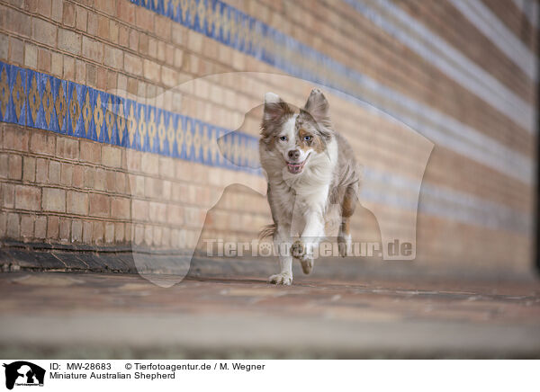 Miniature Australian Shepherd / MW-28683