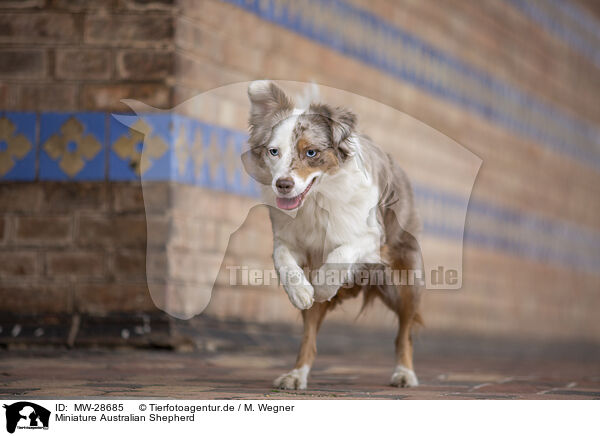 Miniature Australian Shepherd / MW-28685