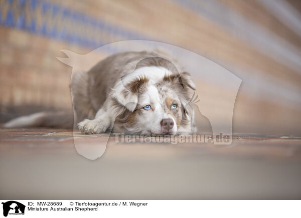 Miniature Australian Shepherd / MW-28689