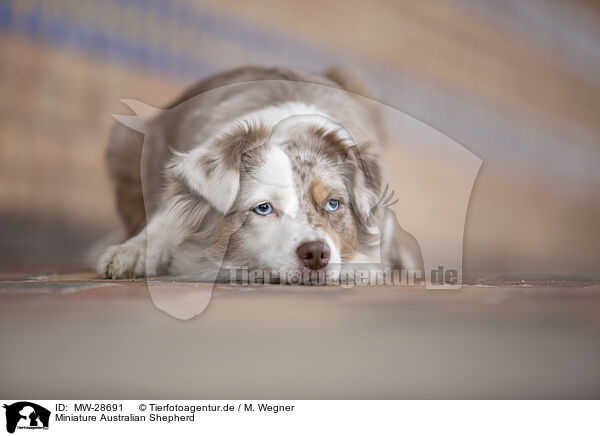 Miniature Australian Shepherd / MW-28691