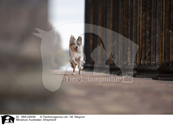 Miniature Australian Shepherd / MW-28696