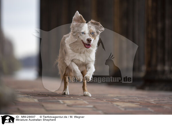 Miniature Australian Shepherd / Miniature Australian Shepherd / MW-28697