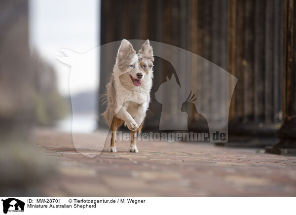 Miniature Australian Shepherd / MW-28701