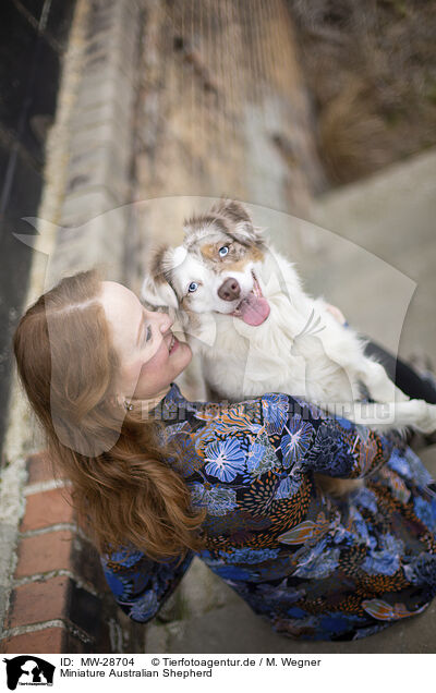 Miniature Australian Shepherd / MW-28704