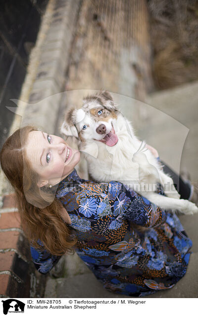 Miniature Australian Shepherd / MW-28705
