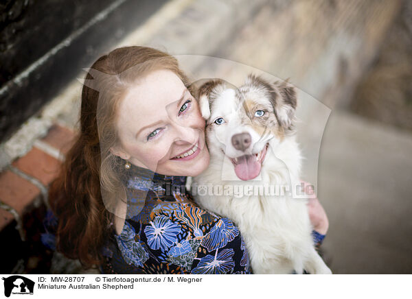 Miniature Australian Shepherd / Miniature Australian Shepherd / MW-28707