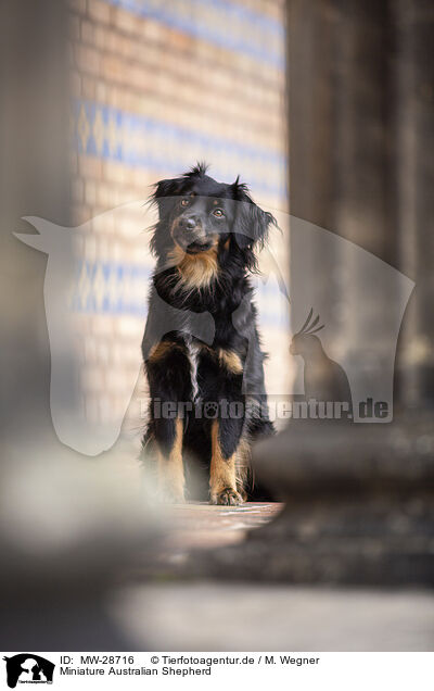 Miniature Australian Shepherd / MW-28716