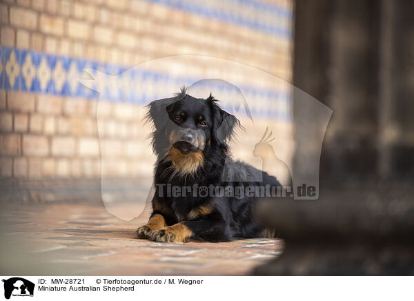 Miniature Australian Shepherd / Miniature Australian Shepherd / MW-28721