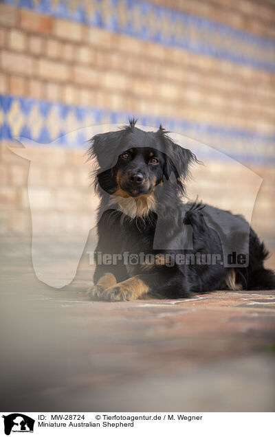 Miniature Australian Shepherd / Miniature Australian Shepherd / MW-28724