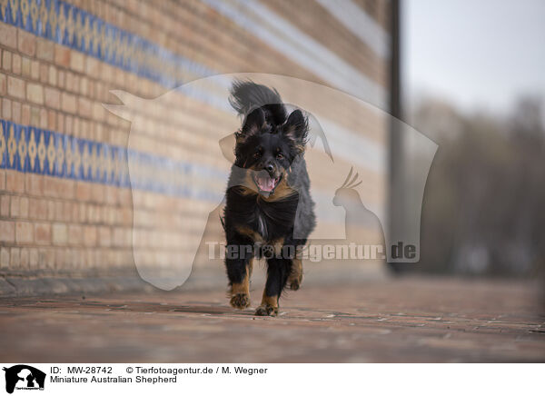 Miniature Australian Shepherd / Miniature Australian Shepherd / MW-28742