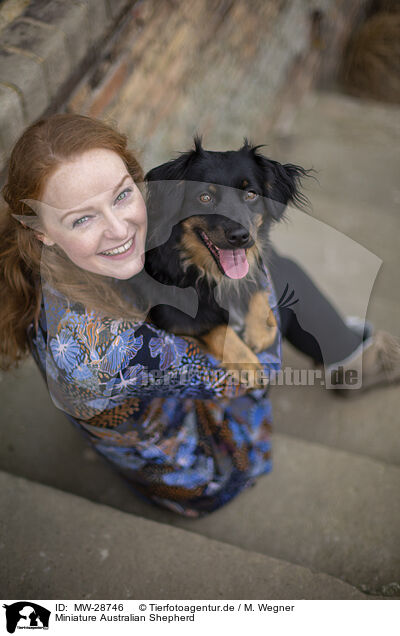 Miniature Australian Shepherd / MW-28746