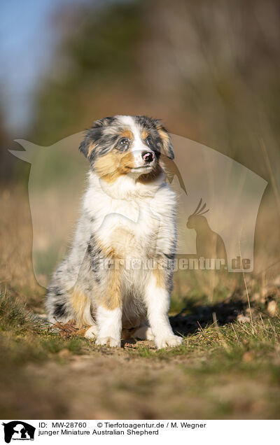 junger Miniature Australian Shepherd / young Miniature Australian Shepherd / MW-28760
