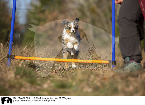 junger Miniature Australian Shepherd / young Miniature Australian Shepherd / MW-28766