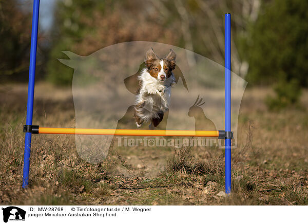 junger Miniature Australian Shepherd / MW-28768
