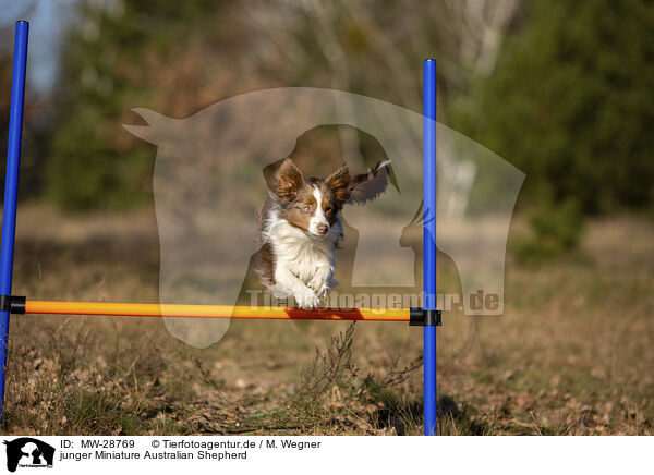junger Miniature Australian Shepherd / MW-28769