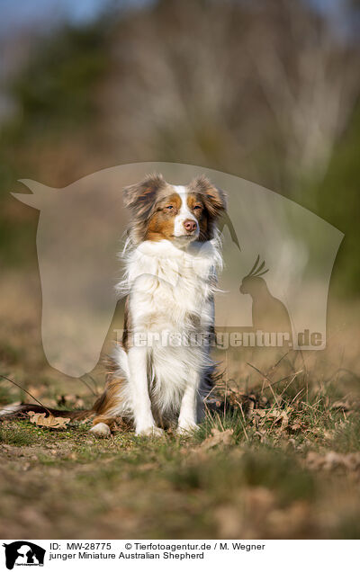 junger Miniature Australian Shepherd / young Miniature Australian Shepherd / MW-28775