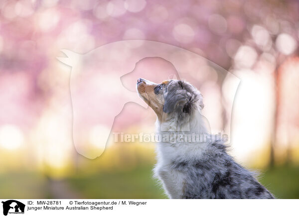 junger Miniature Australian Shepherd / young Miniature Australian Shepherd / MW-28781