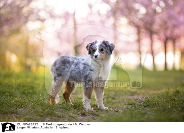 junger Miniature Australian Shepherd / young Miniature Australian Shepherd / MW-28832