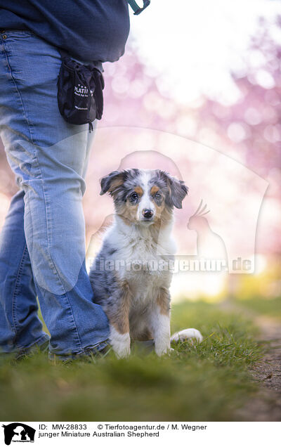 junger Miniature Australian Shepherd / young Miniature Australian Shepherd / MW-28833
