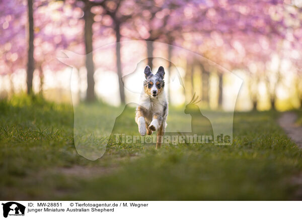 junger Miniature Australian Shepherd / MW-28851