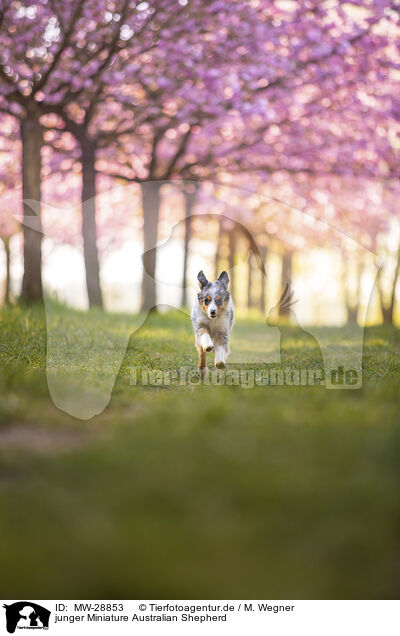 junger Miniature Australian Shepherd / MW-28853