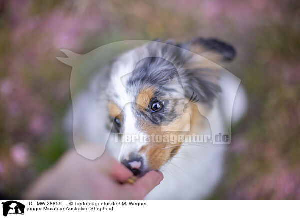 junger Miniature Australian Shepherd / young Miniature Australian Shepherd / MW-28859
