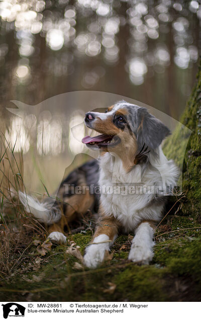 blue-merle Miniature Australian Shepherd / blue-merle Miniature Australian Shepherd / MW-28861