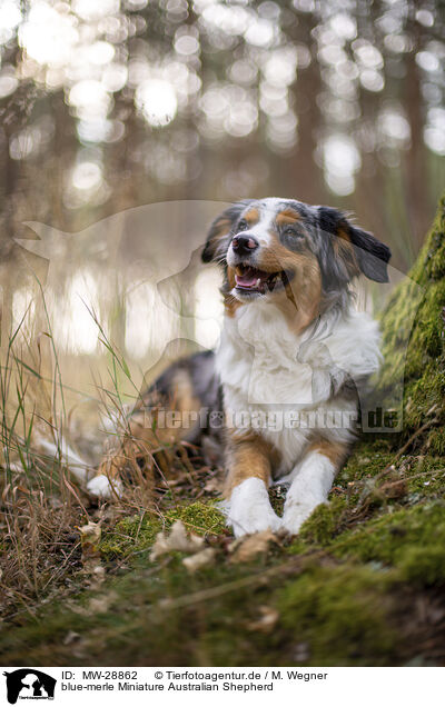 blue-merle Miniature Australian Shepherd / MW-28862