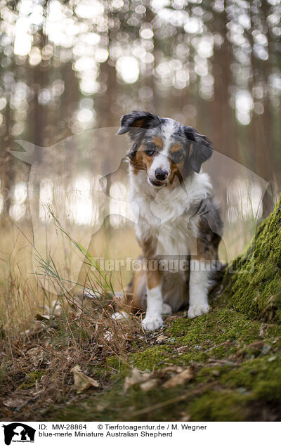 blue-merle Miniature Australian Shepherd / MW-28864